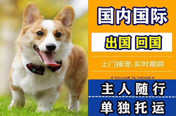 银川宠物托运公司银川宠物托运公司银川宠物托运公司